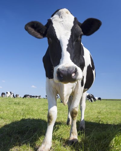 Portrait of black and white cow on green grass and blue sky